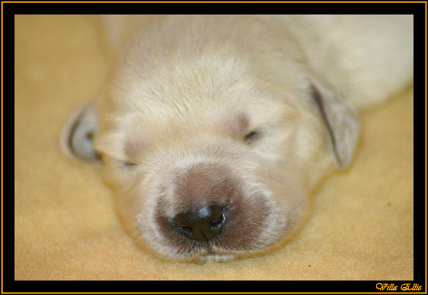 comprar golden retriever villa ellie